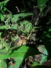 Dendropsophus sarayacuensis