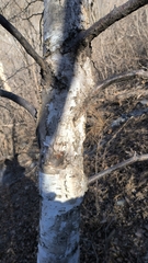 Betula platyphylla