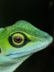 Bronchocela cristatella