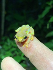 Dendropsophus sarayacuensis