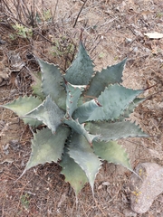 Agave shrevei