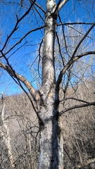 Betula platyphylla
