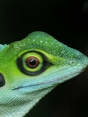 Bronchocela cristatella