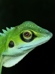 Bronchocela cristatella