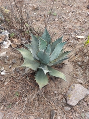 Agave shrevei