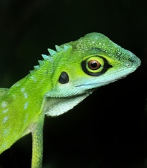 Bronchocela cristatella