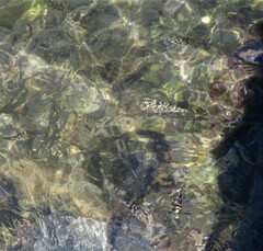 Sphoeroides testudineus