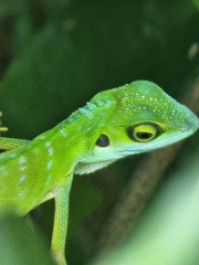 Bronchocela cristatella