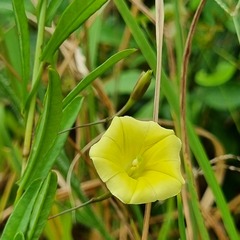 Xenostegia tridentata