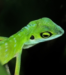 Bronchocela cristatella