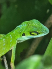 Bronchocela cristatella