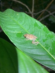 Pristimantis trachyblepharis