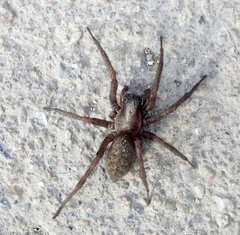 Pireneitega