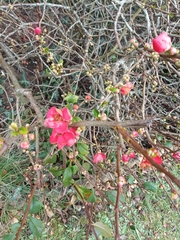 Chaenomeles