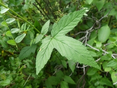 Filipendula ulmaria