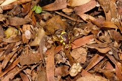 Didacus ciliatus