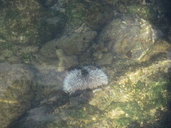 Tripneustes ventricosus