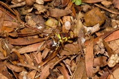 Didacus ciliatus