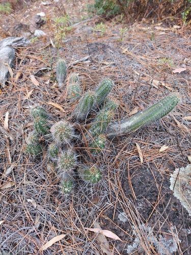 Image of Echinocereus scheeri by (c) Alejandro Colmenero, some rights reserved (CC BY-SA)