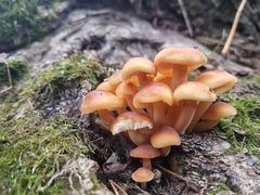 Flammulina