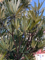 Podocarpus macrophyllus