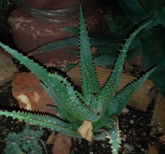Aloe aculeata