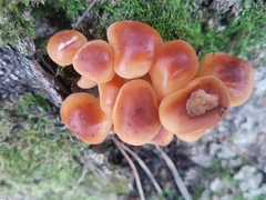 Flammulina