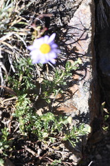 Brachyscome rigidula