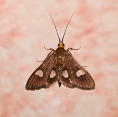 Ulopeza flavicepsalis