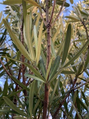 Podocarpus macrophyllus