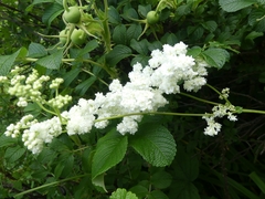 Filipendula ulmaria