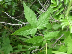 Filipendula ulmaria