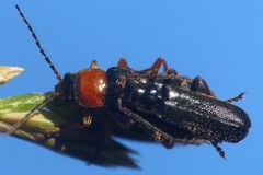 Cantharis flavilabris