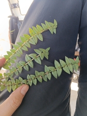 Asclepias multicaulis