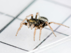 Chalcoscirtus karakurt