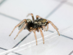 Chalcoscirtus karakurt