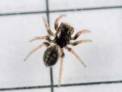 Chalcoscirtus karakurt