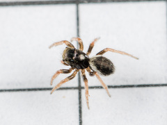 Chalcoscirtus karakurt