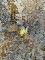 Symplocarpus foetidus