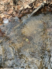 Symplocarpus foetidus