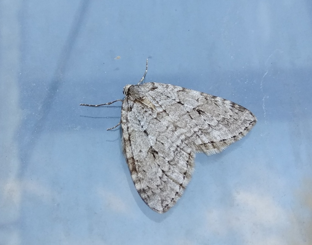 Small Autumnal Moth