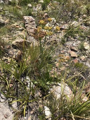 Lichtensteinia lacera