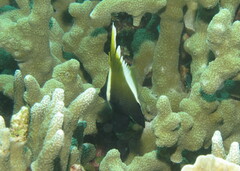 Heniochus varius
