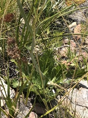 Lichtensteinia lacera