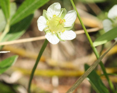 Parnassia parviflora