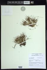 Cyperus subsquarrosus