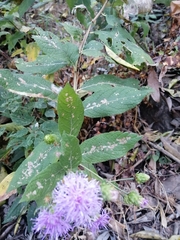 Vernonia alamanii