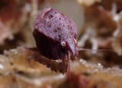 Pleustes panoplus