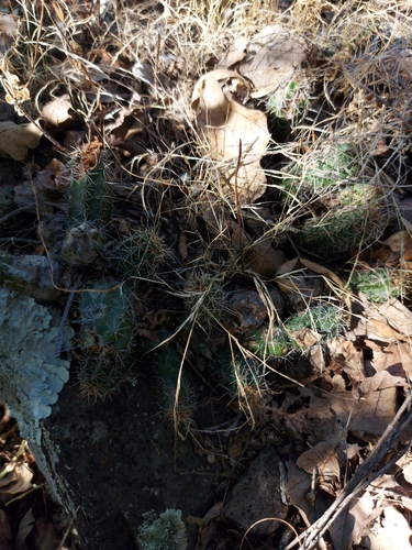 Echinocereus scheeri