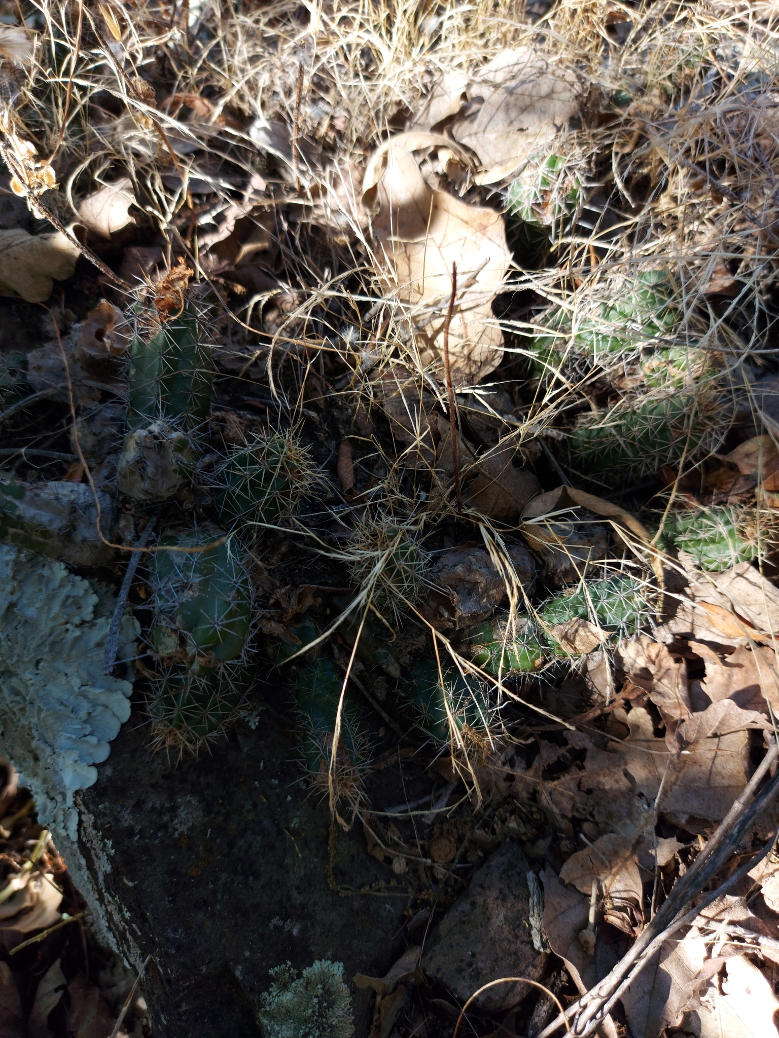 Echinocereus scheeri